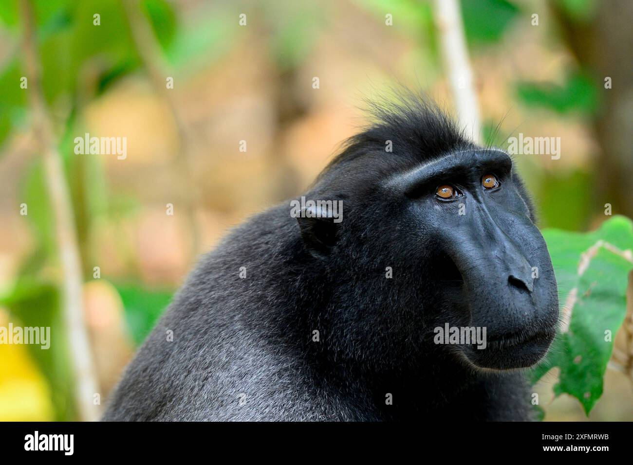 Black Crested Macaque Macaca Nigra Male Portrait Tangkoko National