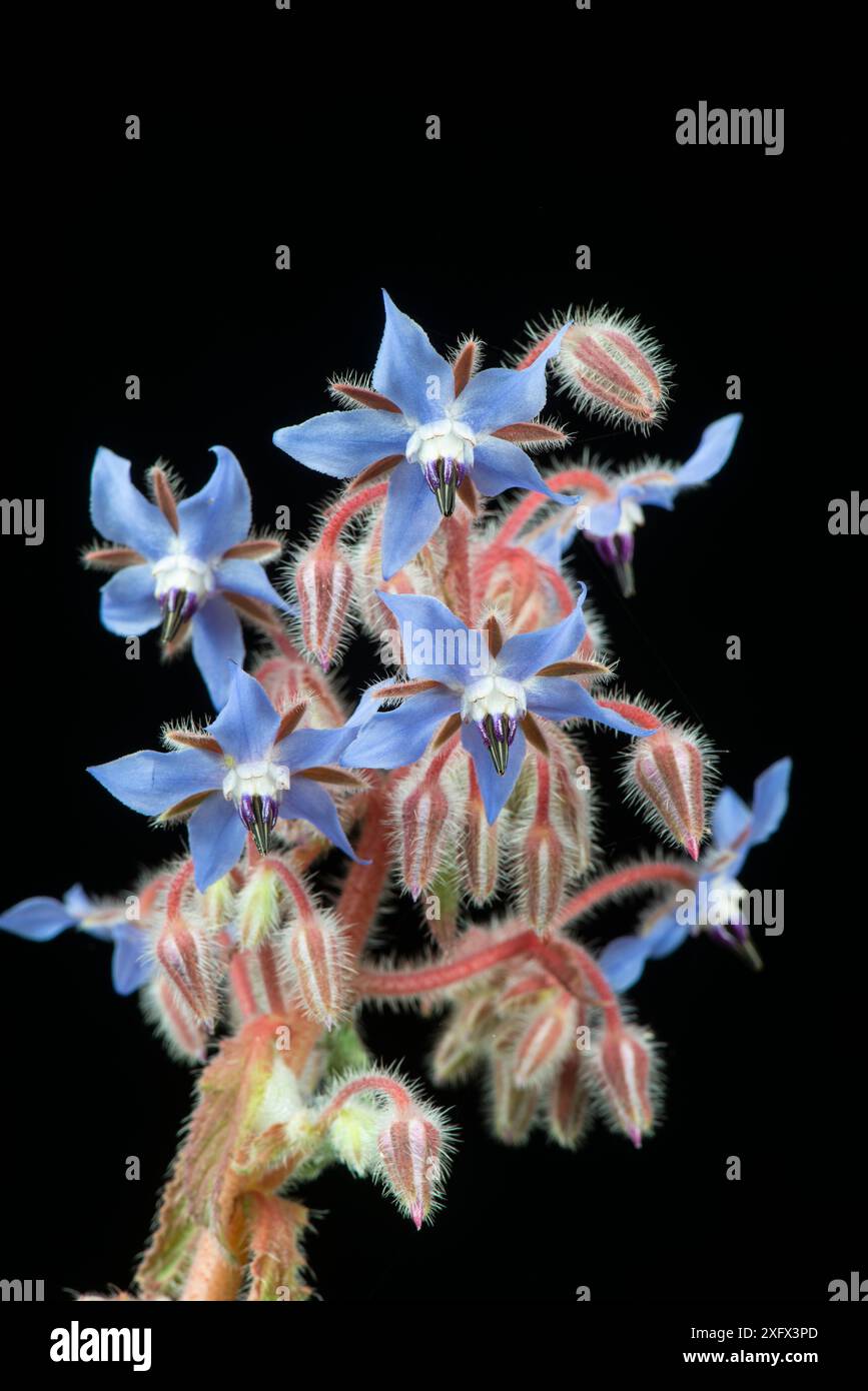 Borage Borago Officinalis Flowers Uk June Stock Photo Alamy