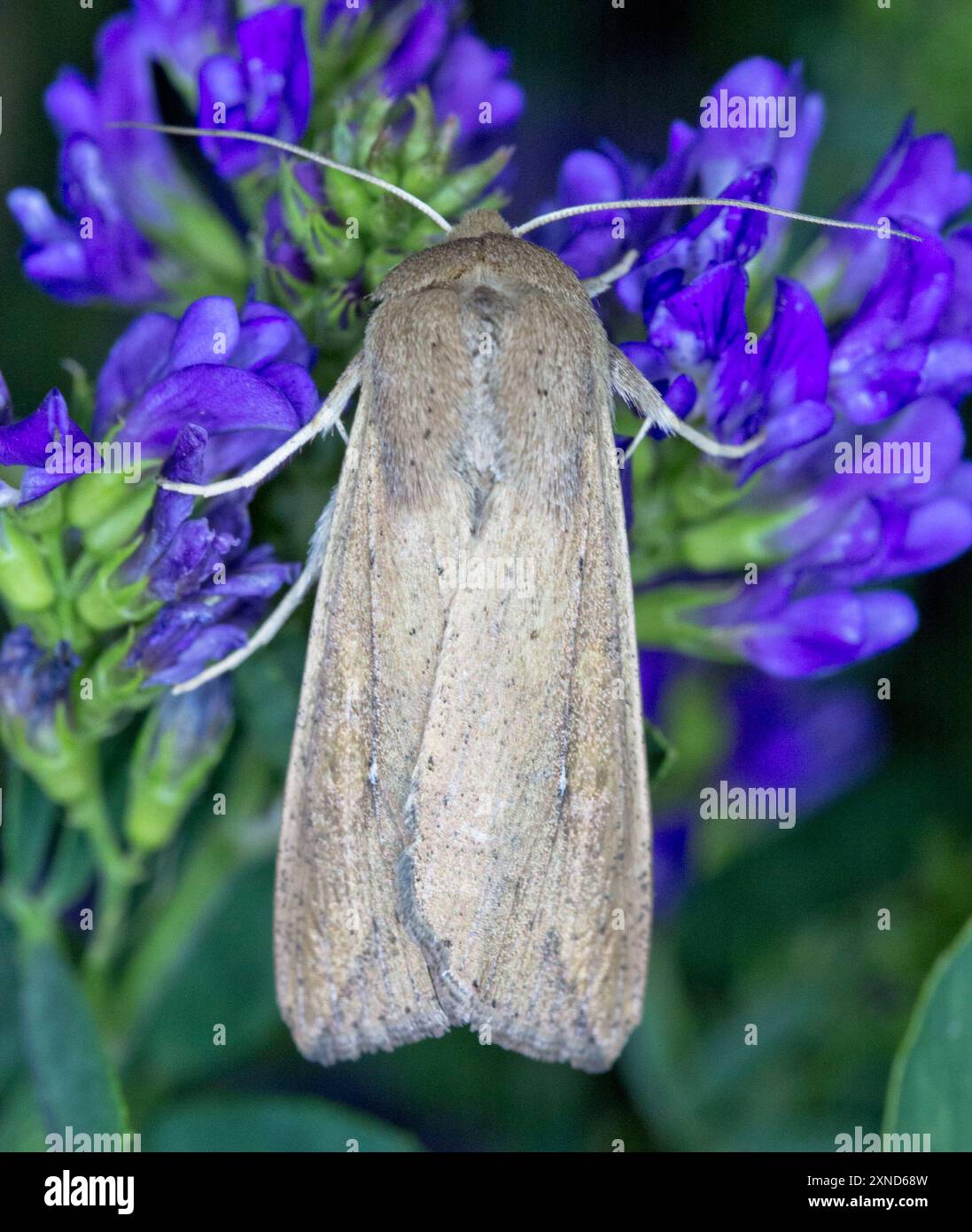 White Speck Moth Mythimna Unipuncta Insecta Stock Photo Alamy