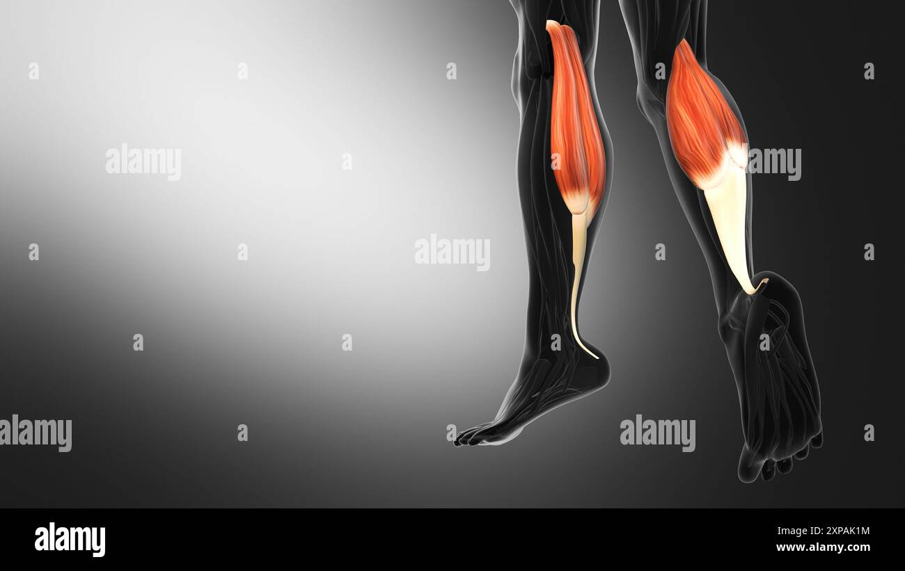 Anatomy Of The Gastrocnemius Muscles Stock Photo Alamy