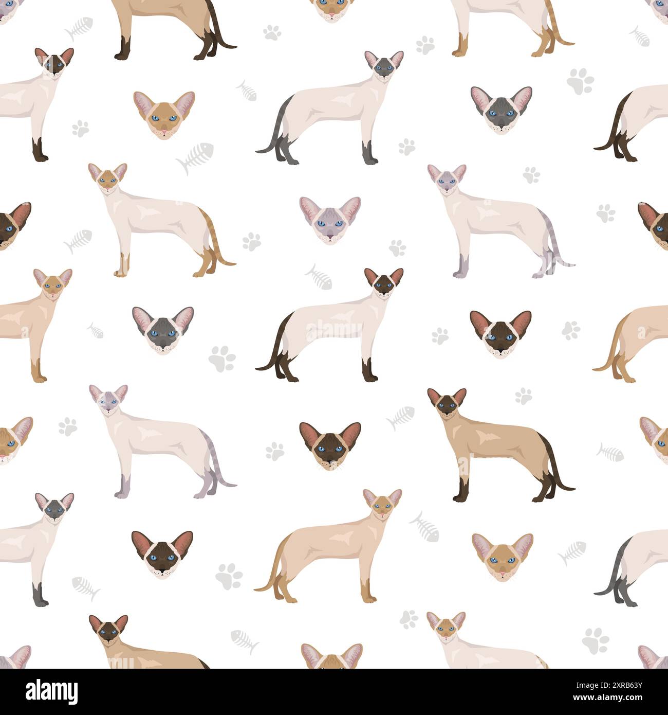 Colorpoint Shorthair Cat Seamless Pattern All Coat Colors Set All Cat