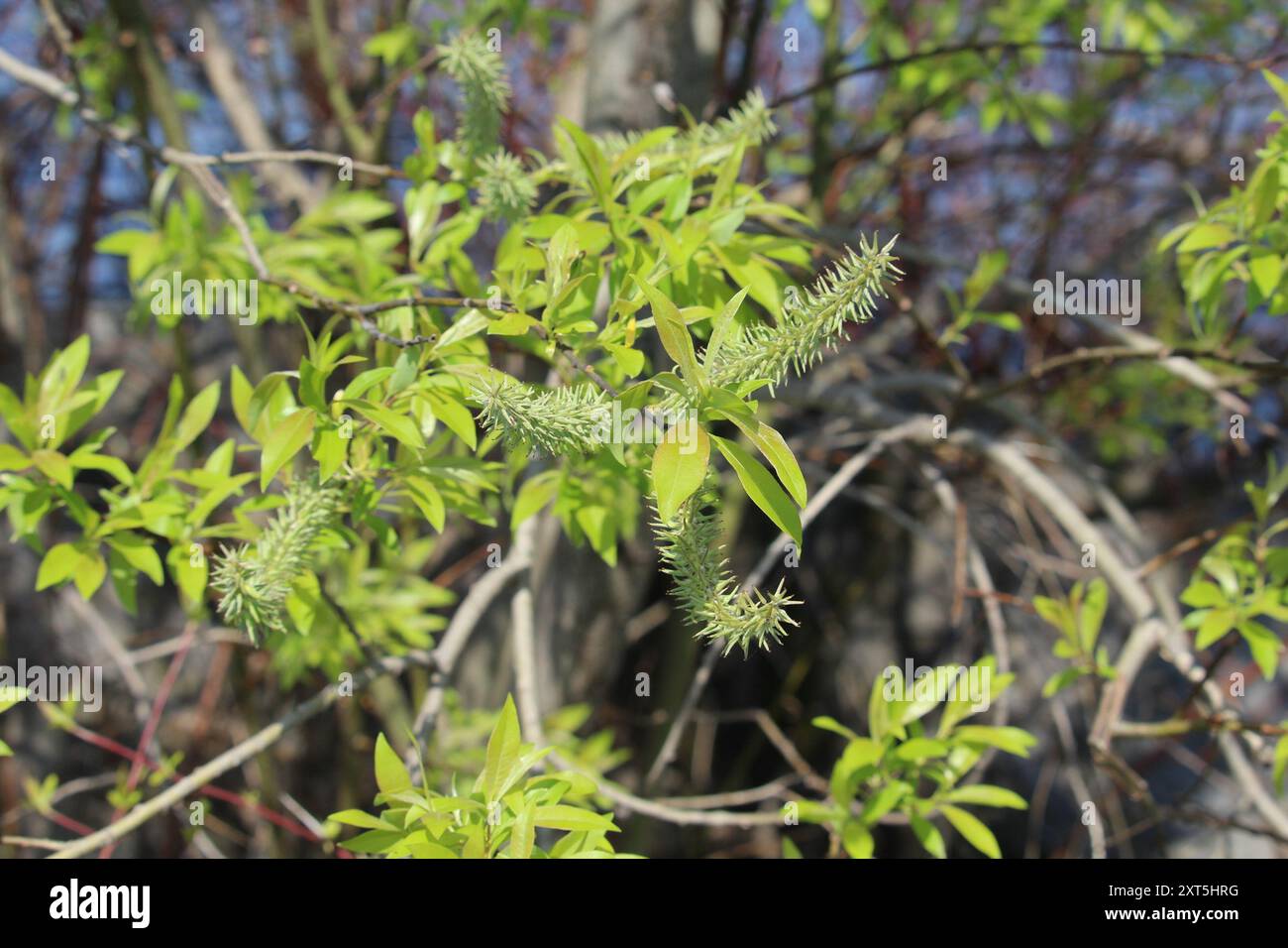 Pussy Willow Salix Discolor Plantae Stock Photo Alamy