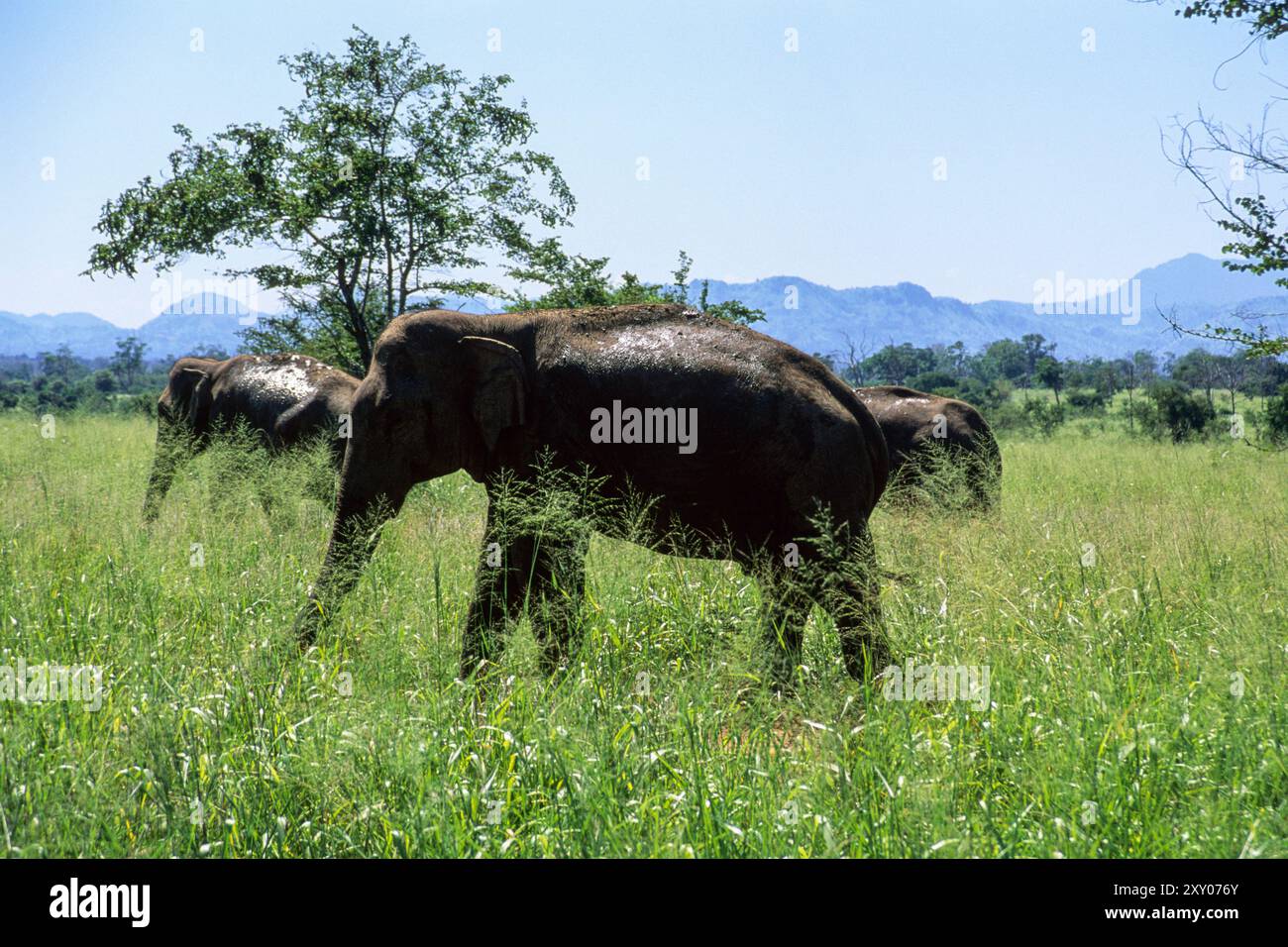 A Small Group Of Sri Lankan Elephants Elephas Maximus Maximus Walking