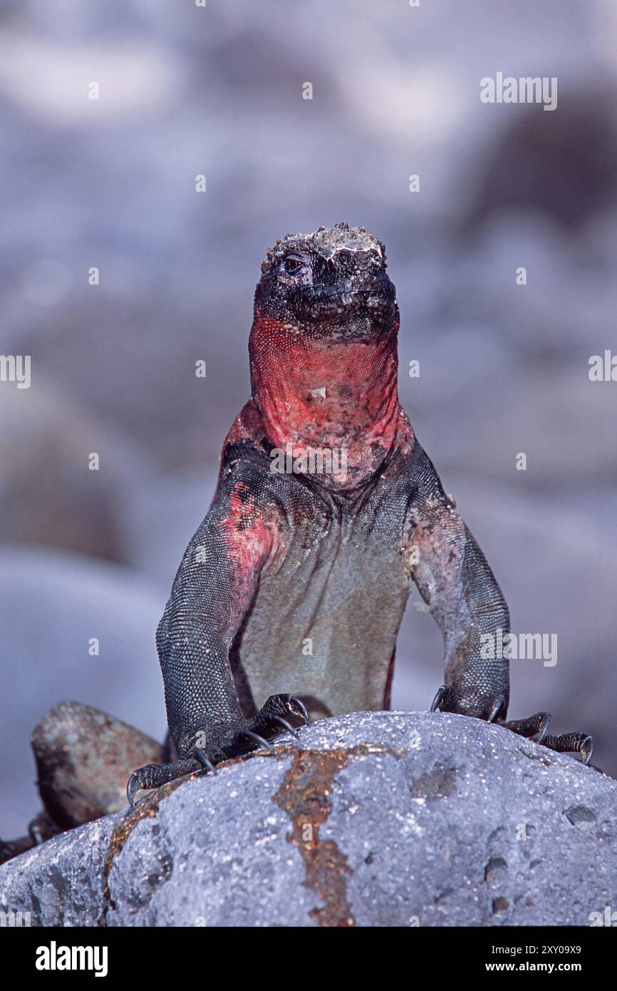 Marine Iguana Amblyrhynchus Cristatus Galapagos Achipelago Ecuador