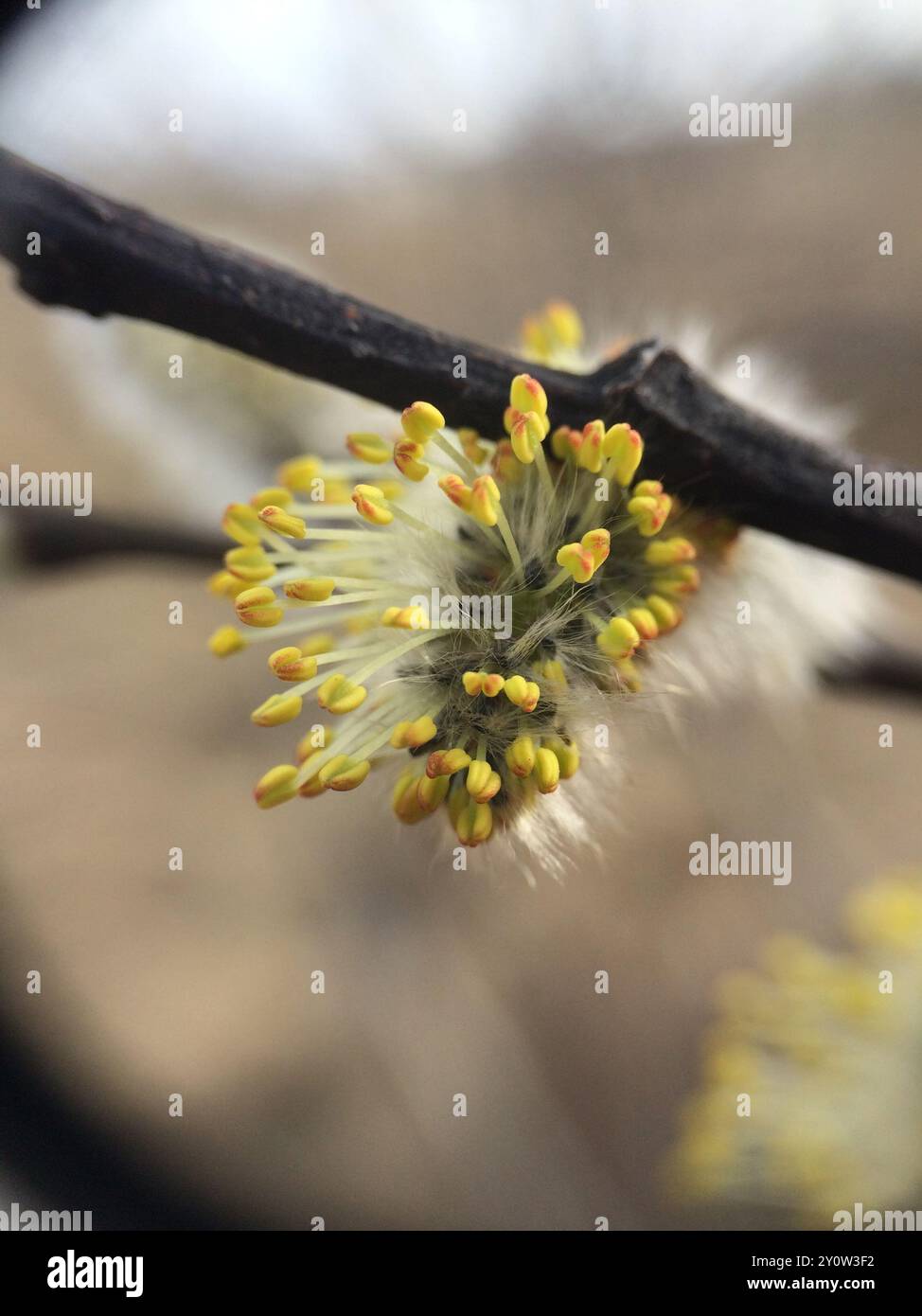 Pussy Willow Salix Discolor Plantae Stock Photo Alamy
