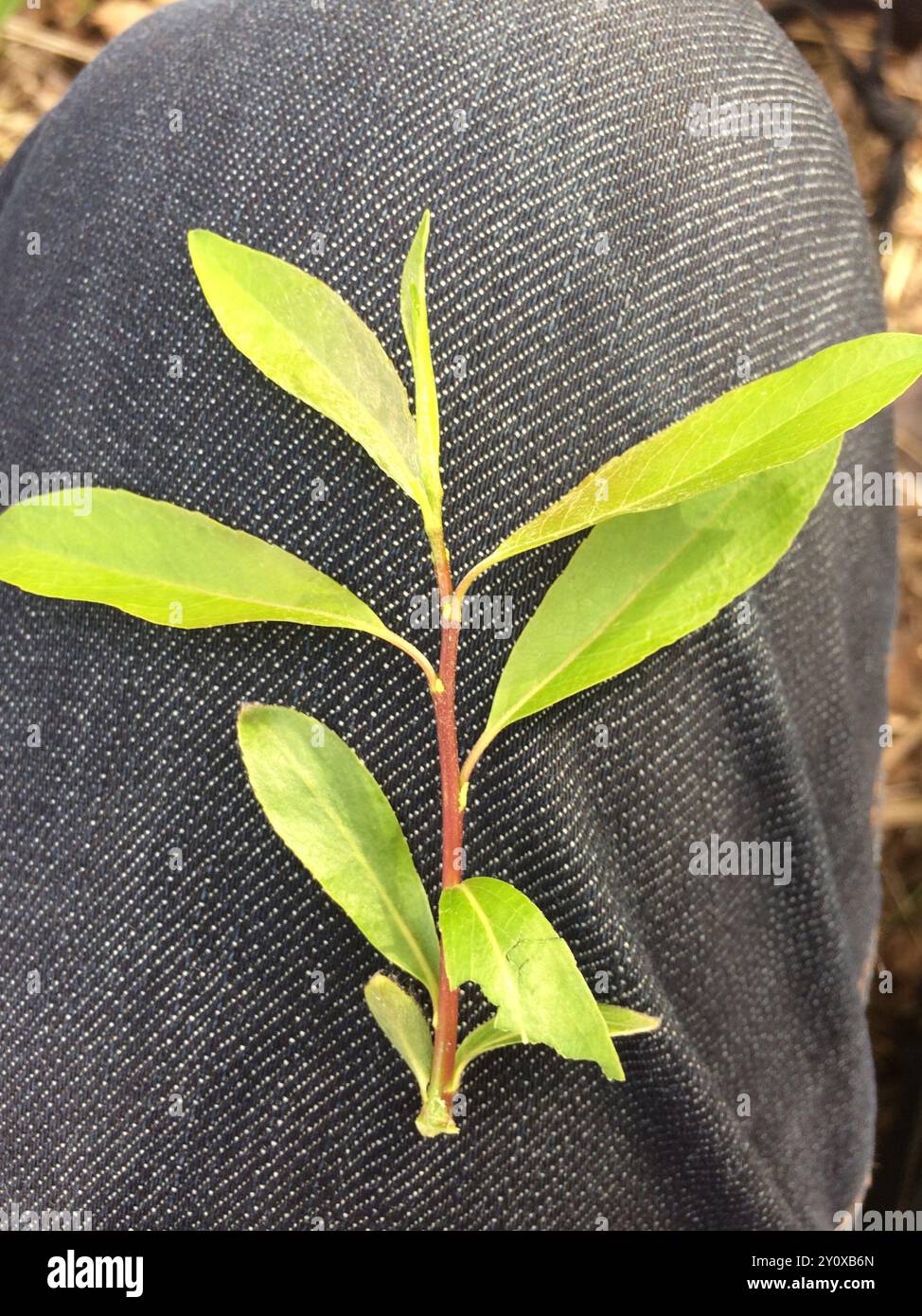 Pussy Willow Salix Discolor Plantae Stock Photo Alamy