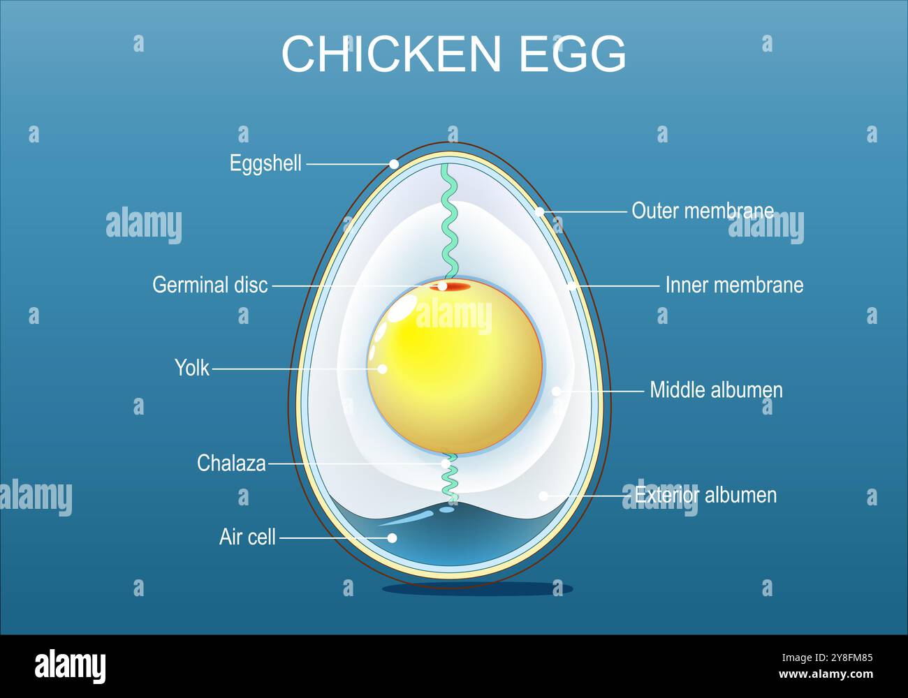 Egg Anatomy Structure Of Bird Egg Isometric Flat Illustration Vector