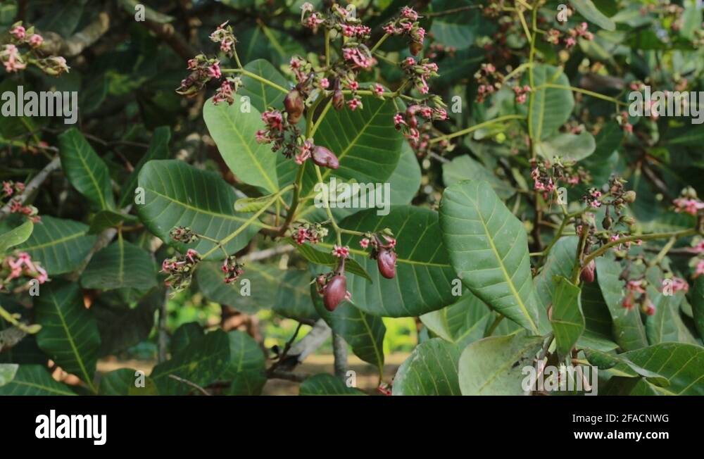 Cashew Nut Tree Stock Videos Footage HD And 4K Video Clips Alamy