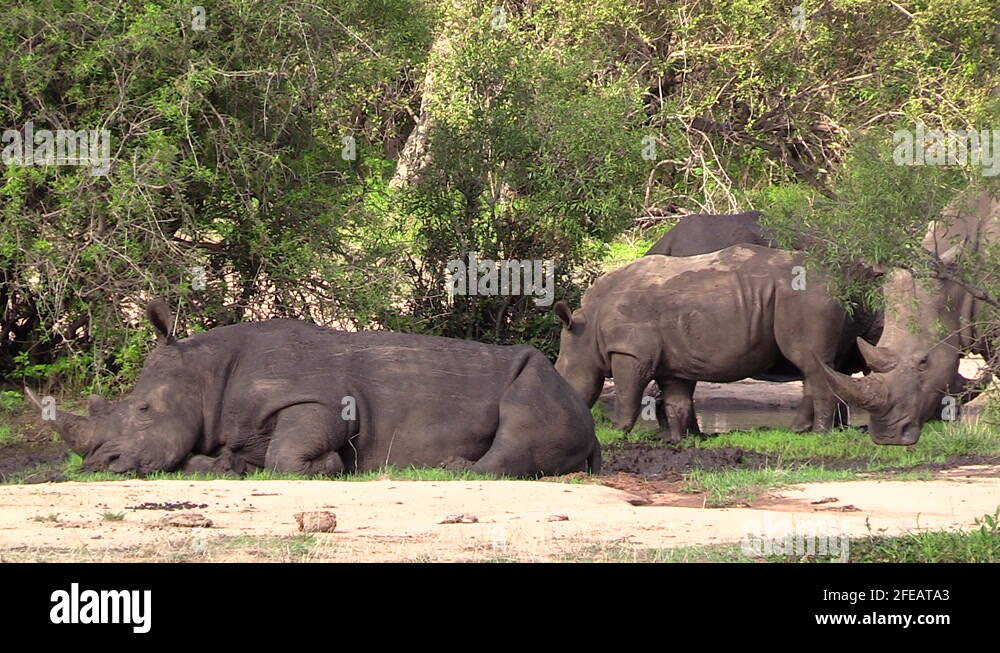 White Rhino Resting Stock Videos Footage HD And 4K Video Clips Alamy