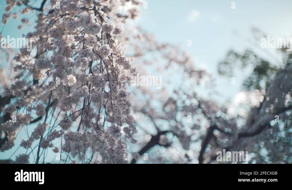 Sakura Cherry Blossom Stock Videos Footage Hd And K Video Clips