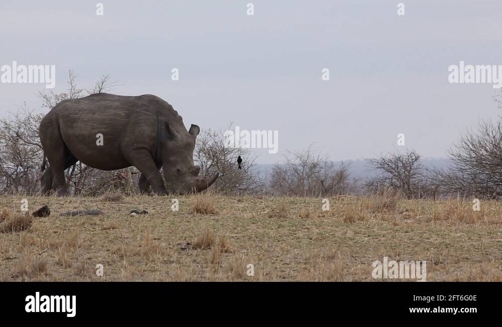 Large Rhino Stock Videos Footage HD And 4K Video Clips Alamy