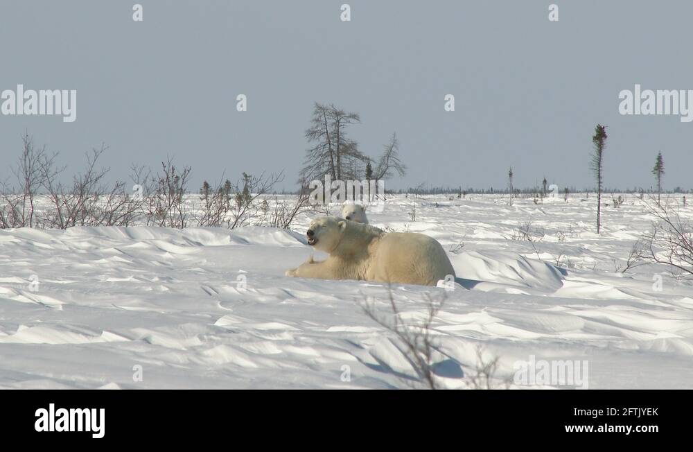 Icebear Cub Stock Videos Footage HD And 4K Video Clips Alamy