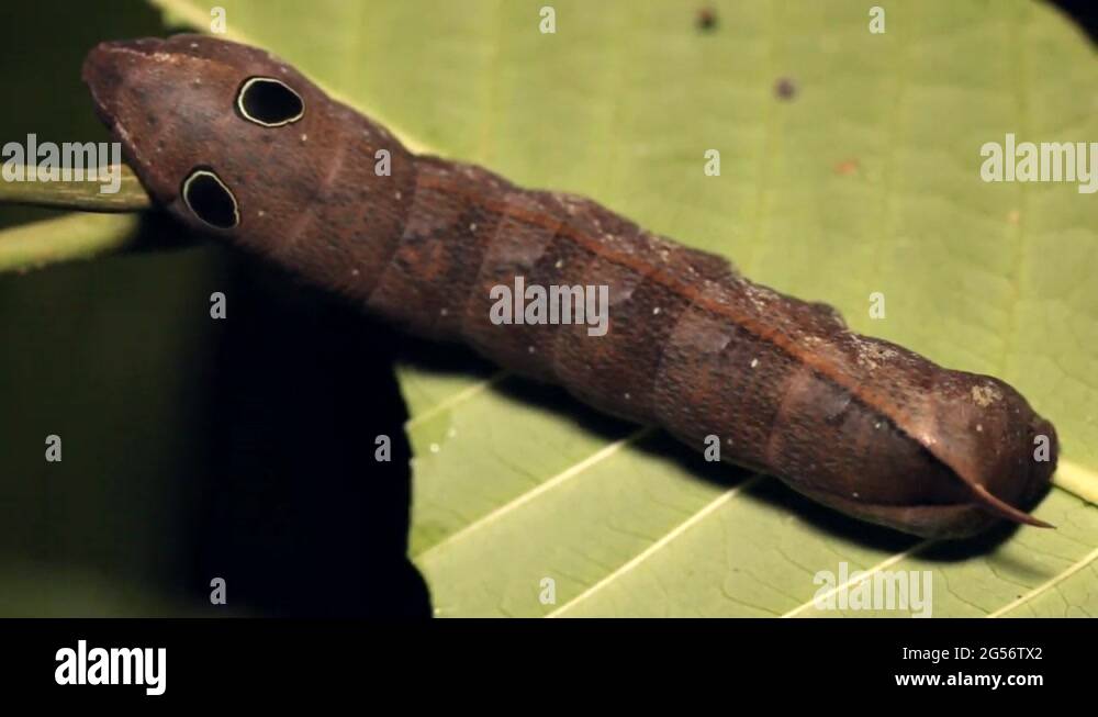 Snake Mimic Sphingid Caterpillar With Eyespots Stock Video Footage Alamy