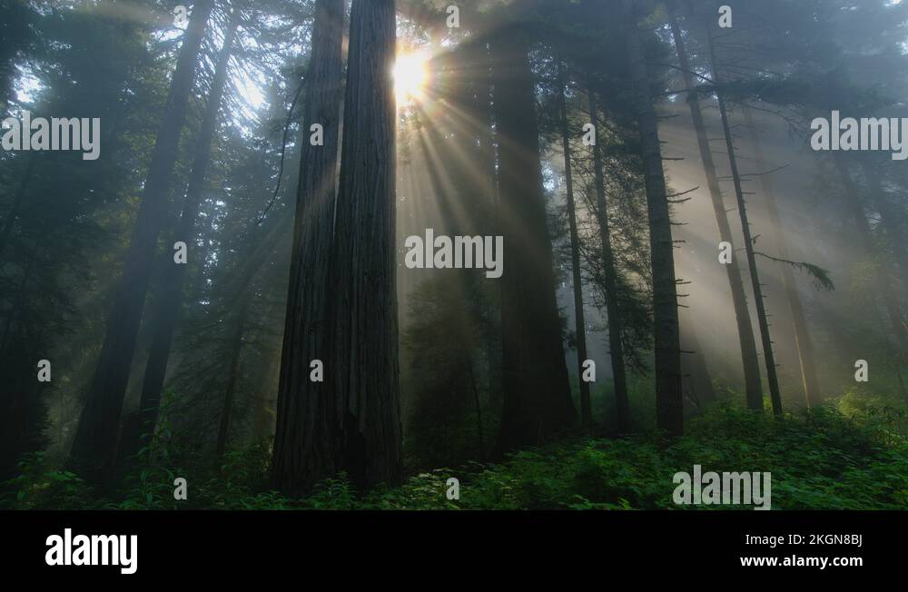 8K Rays Of Light In Redwood National Park The Redwood National And