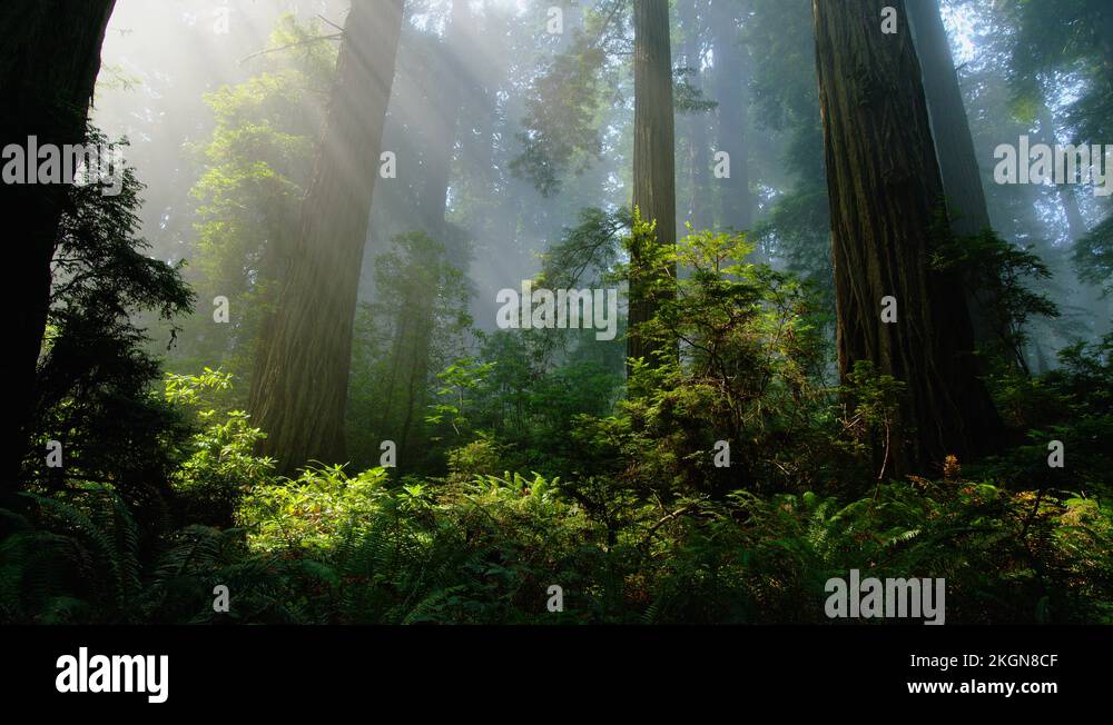 K Rays Of Light In Redwood National Park The Redwood National And