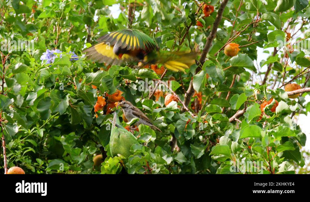 Australian Native Parrots Stock Videos Footage Hd And K Video