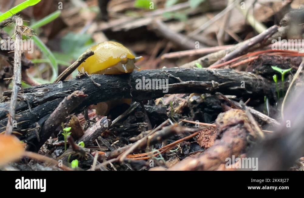 Slugs On Fallen Leaves Stock Videos Footage HD And 4K Video Clips