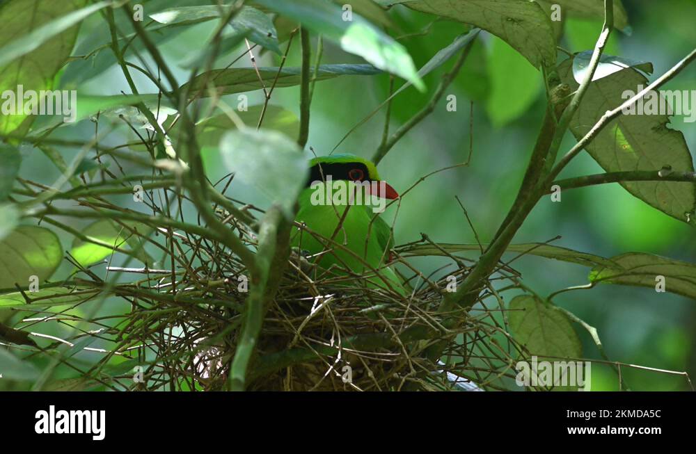 Cissa Chinensis Stock Videos Footage Hd And K Video Clips Alamy