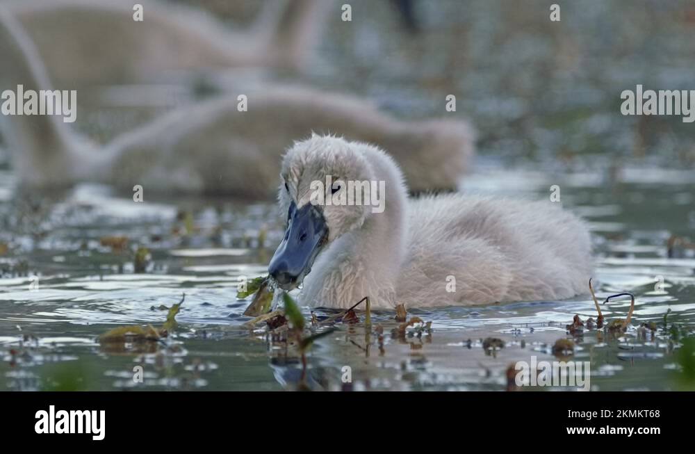 Juvenile Mute Swan Cygnus Olor Foraging For Food In Water Cygnet