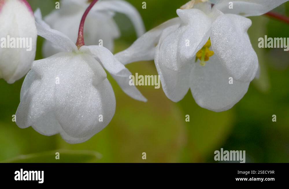 Horny Goat Weed Epimedium Grandiflorum Stock Video Footage Alamy