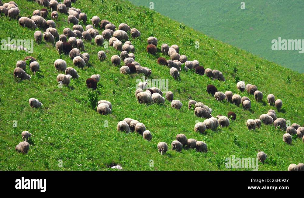 Herd Of Sheep Grazing At Green Hills Stock Video Footage Alamy