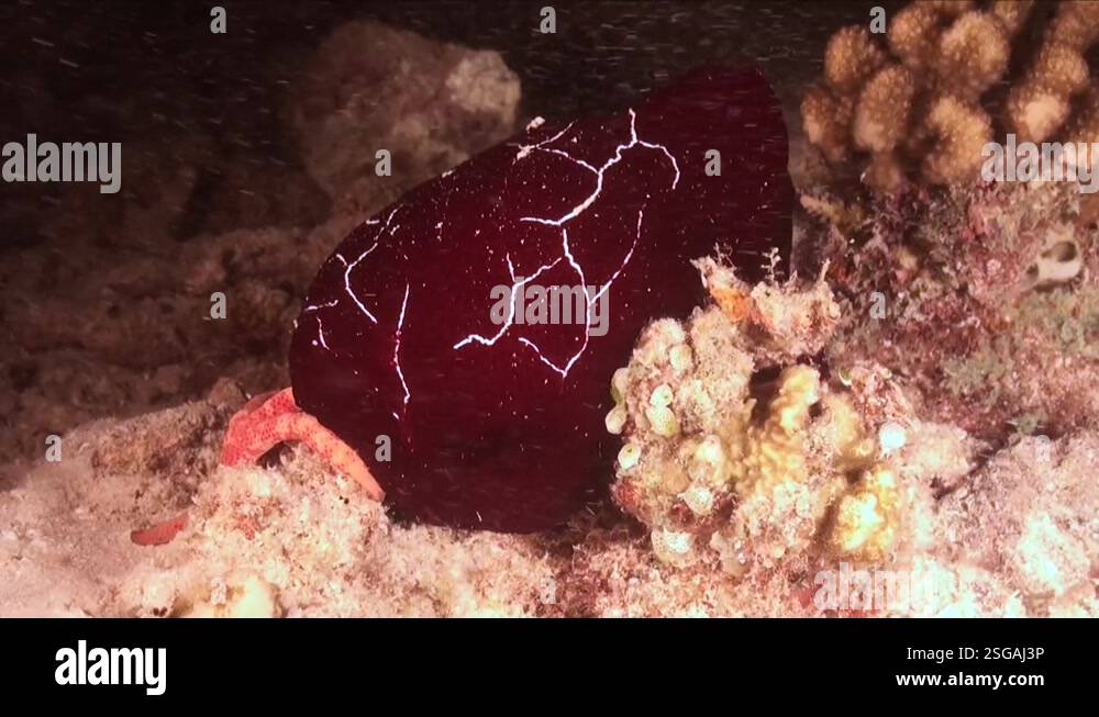 Red Discodorididae Nudibranch Crawling Over Coral Reef At Night Stock