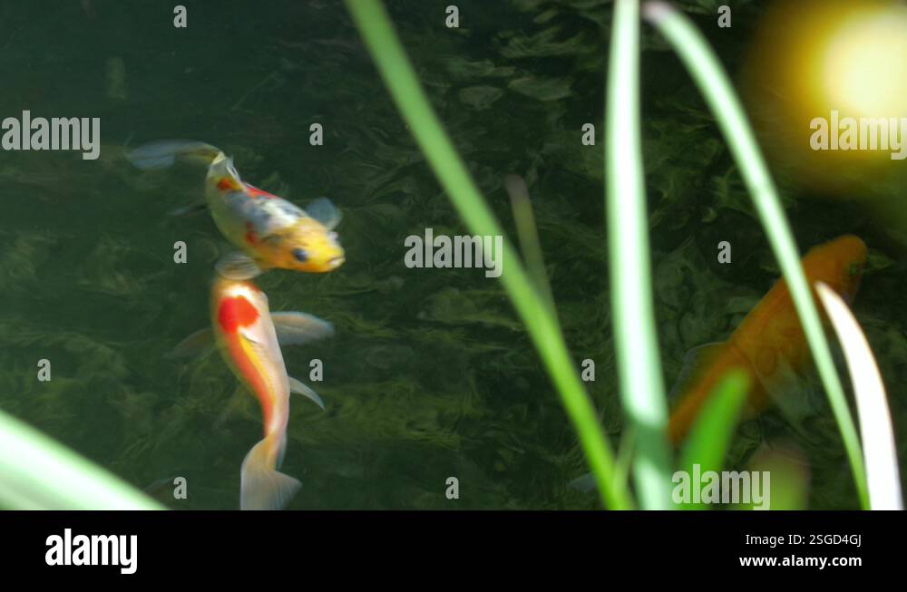 Colourful Goldfish Swimming In Pond 1 Stock Video Footage Alamy