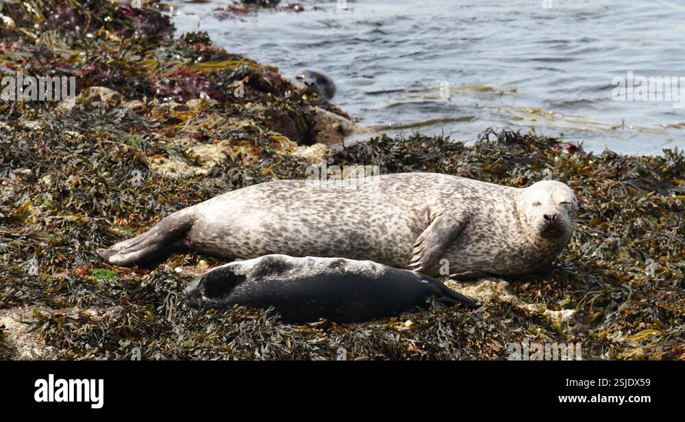 A Common Or Harbour Seal Phoca Vitulina With Pup At Stenness On Esha