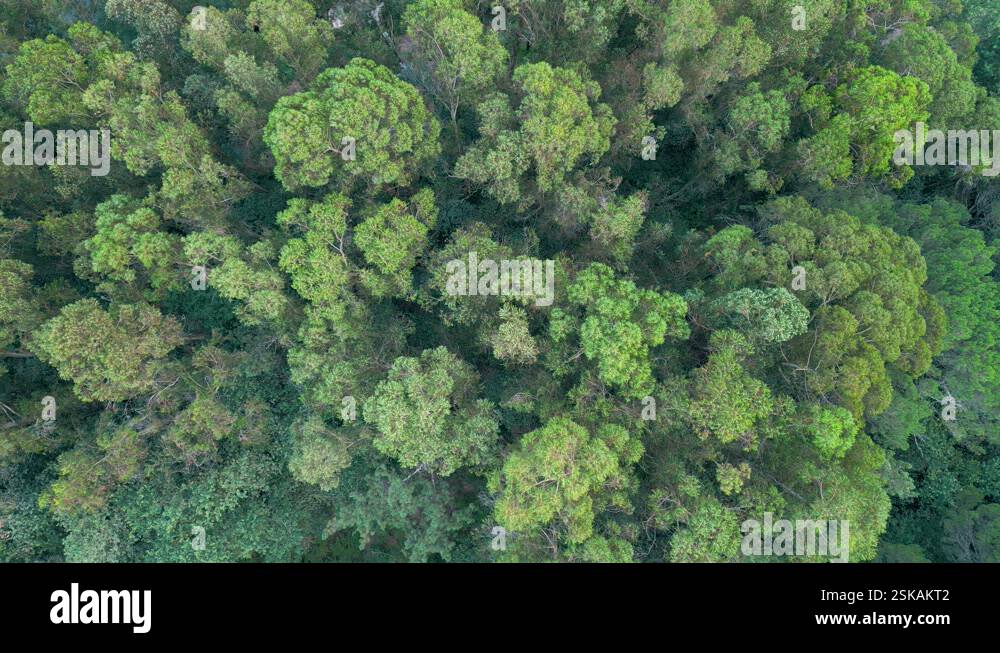 Treetops Of A Dense Forest Over Valleys In National Park Aerial Drone