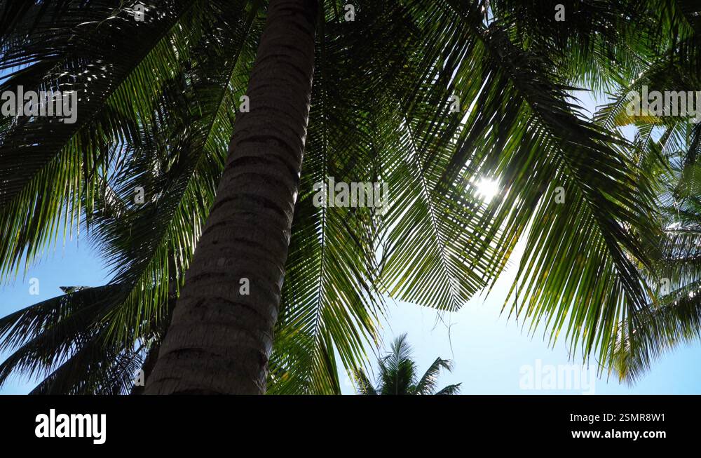 Coconut Palm Trees Bottom View Sun Shining Through Branches Swaying