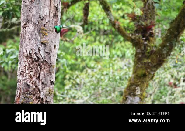 Costa Rica Resplendent Quetzal Pharomachrus Mocinno Flying In Flight