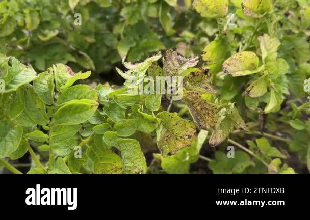 Early Blight Disease On Potato Crops Damaged Green And Yellow Leaves