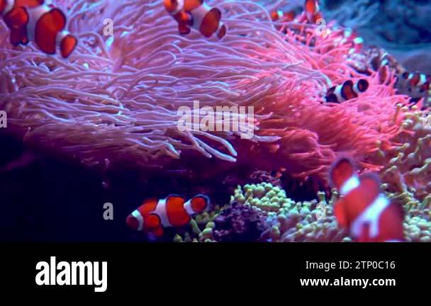 Red And White Striped Fish Clown Fish Swim Among Algae And Coral Reefs