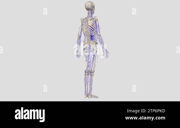 The Systemic Veins May Be Arranged Into Three Groups The Veins Of