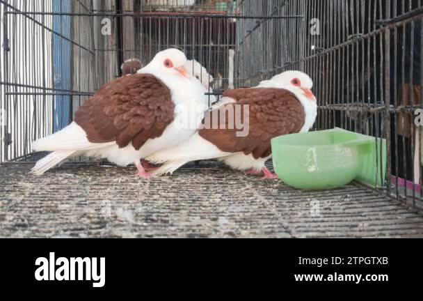 Footage Of Of A Specific Pigeon In A Cage Close Image Of Beautiful