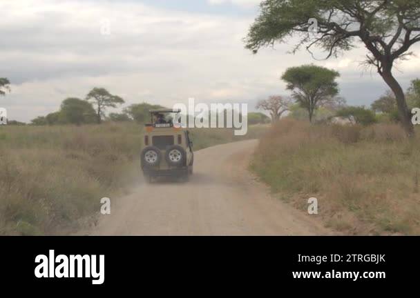 Tanzania Woodland Wildlife Stock Videos Footage HD And 4K Video