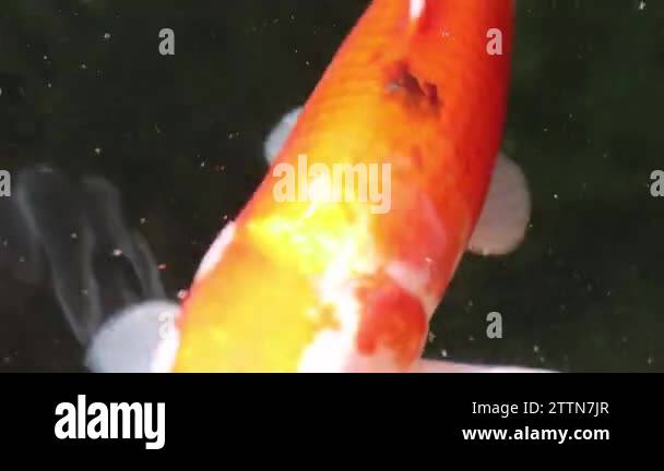 Close Up View Of Variety Colorful Ornamental Koi Carp Fish Cyprinus