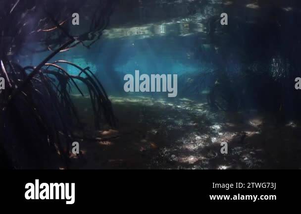 Beams Of Light Filter Through The Canopy Of A Blue Water Mangrove