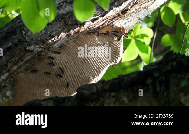 Honeycomb On The Branches Of A Tree In The Caribbean Bee Colony In The