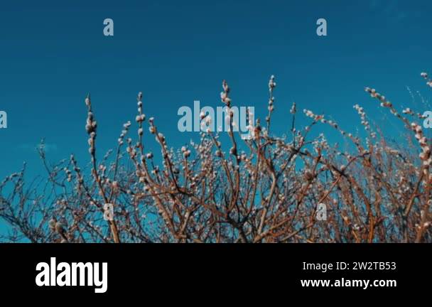 Branches Of Pussy Willow Of Blooming Seals Early Stage Shoot Stock