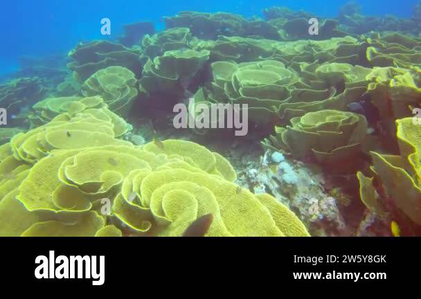 Cabbage Coral Stock Videos Footage HD And 4K Video Clips Alamy