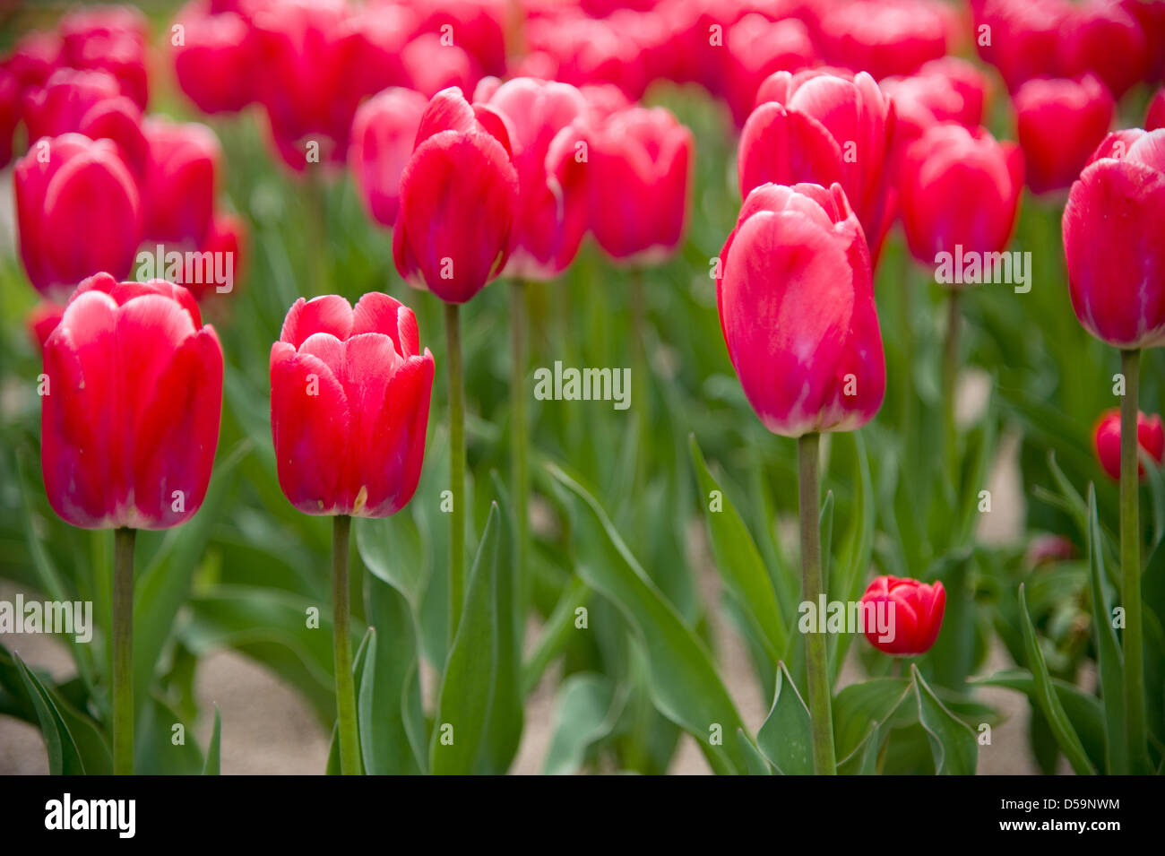 Tulips