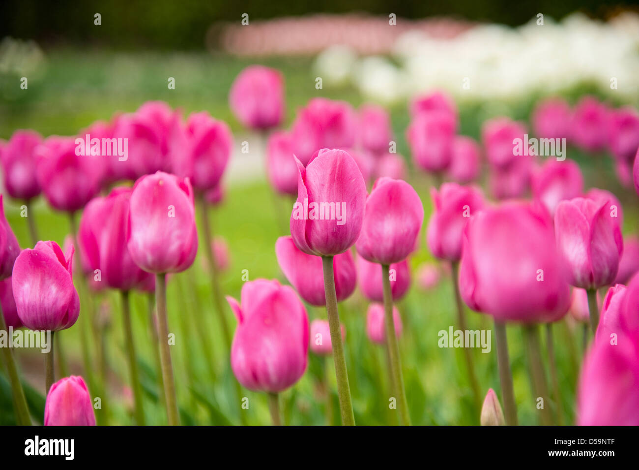 Tulips