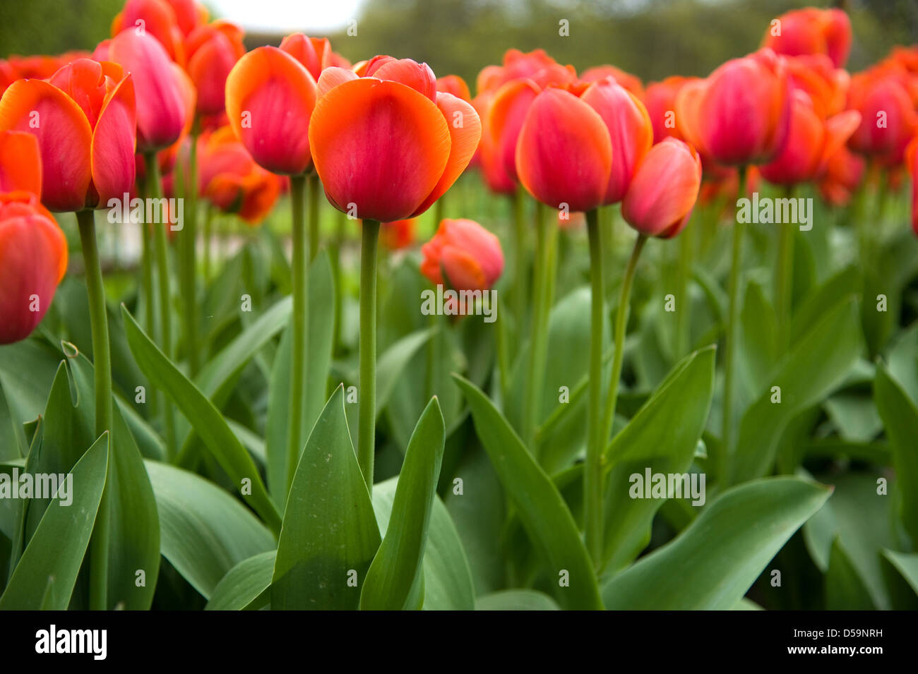 Tulips