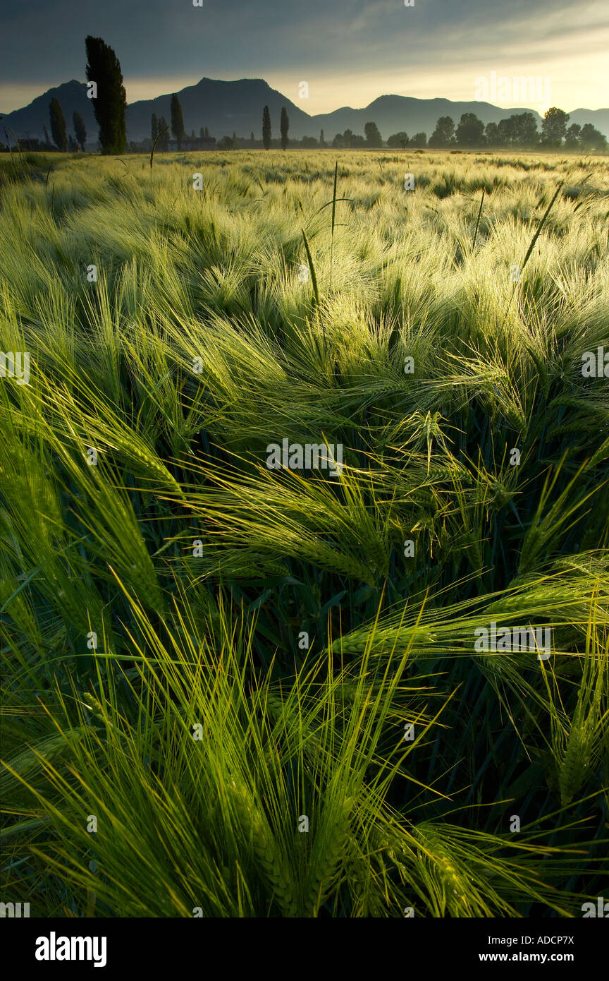 A barley field at dawn near Gubbio - Image ADCP7X 
</p>
</div>
	
	</div>

	
	</article>
		</div><!-- .cm-posts -->
		
		<ul class=