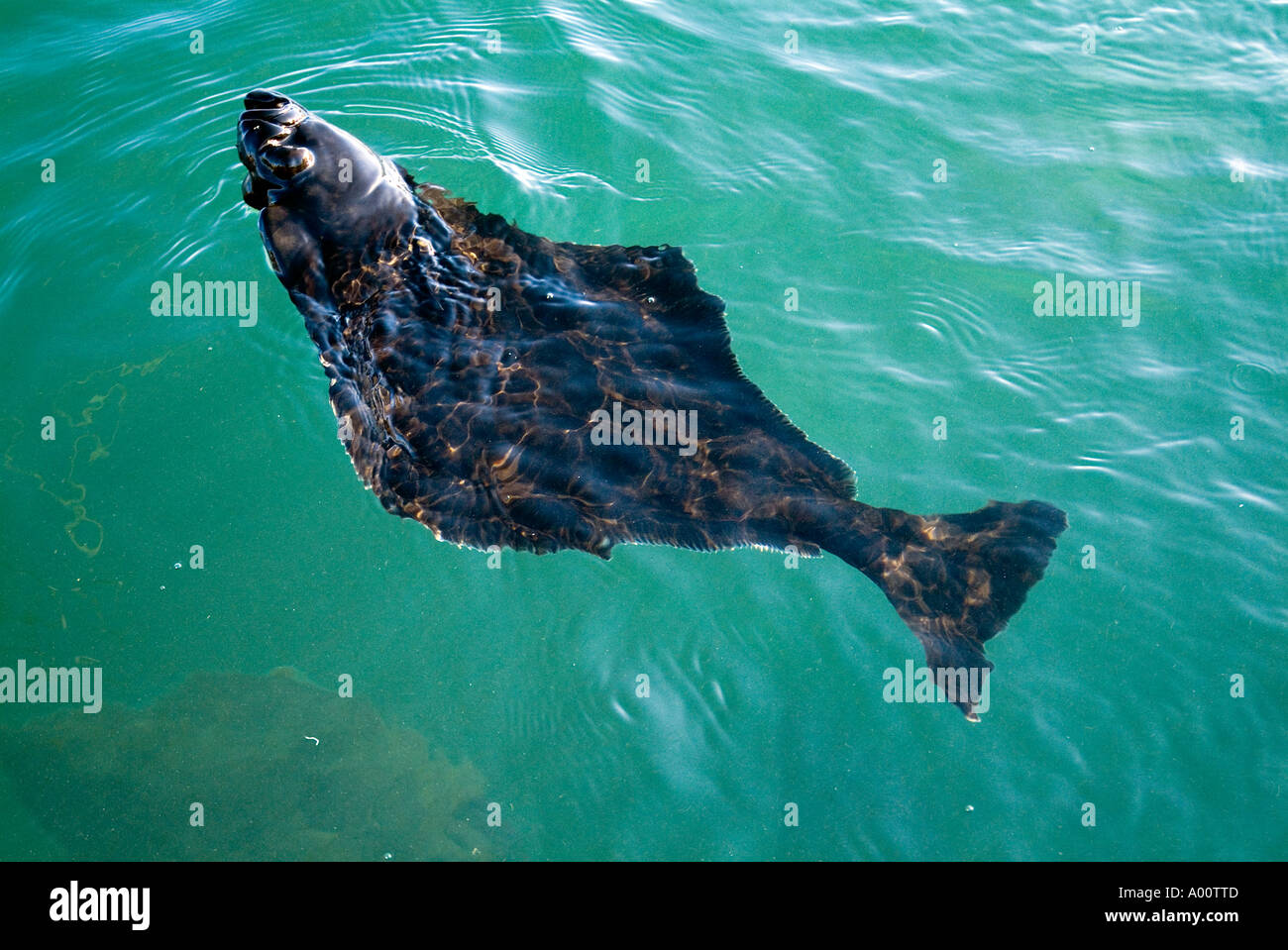 Dh Hippoglossus Hippolgossus Halibut Fish Farming Halibut Fish Stock