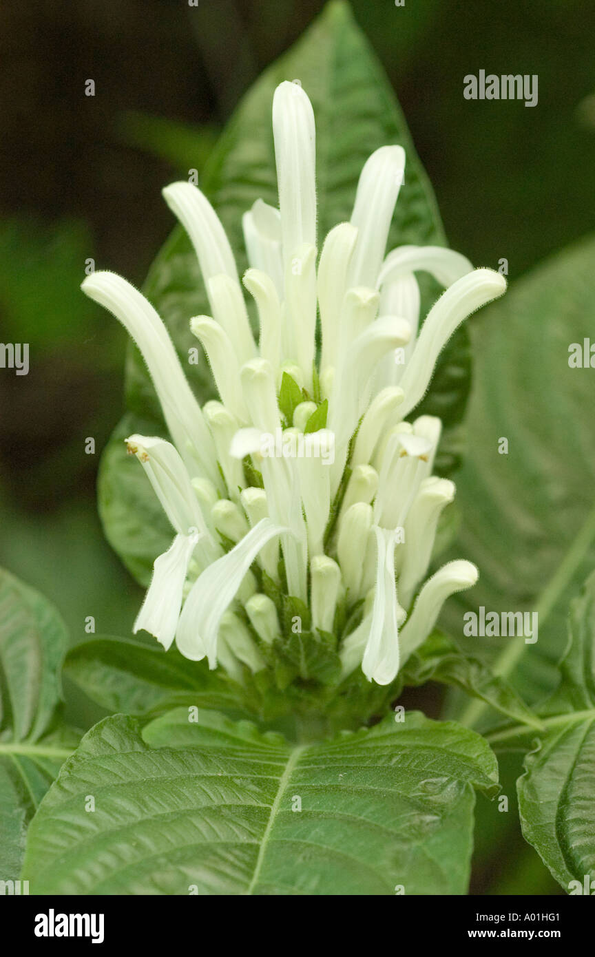 White Brazilian Plume Flower Acanthaceae Jacobinia or Justicia 