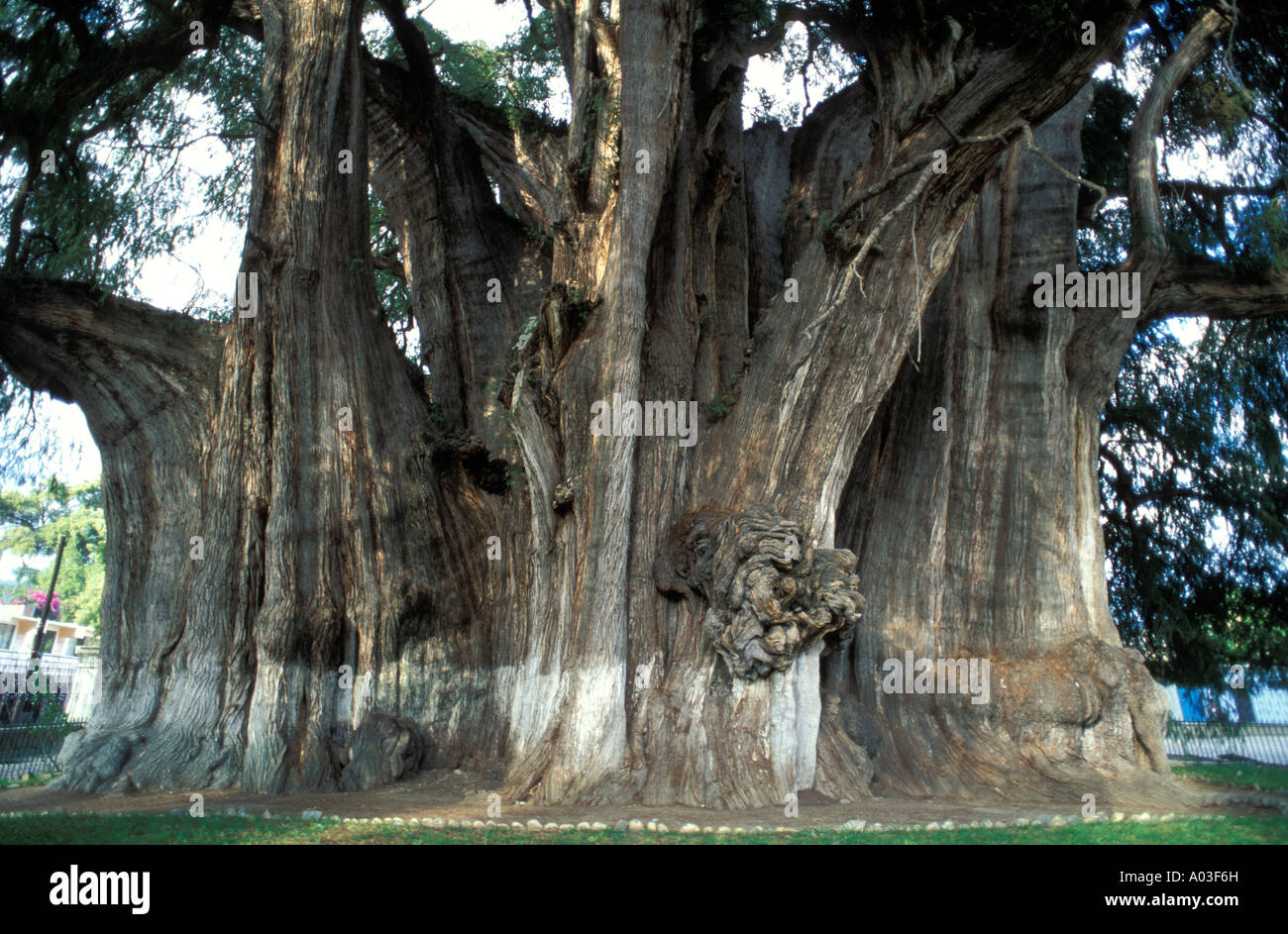oldest in the world oldest tree in the world www imgkid the image kid has it oldest in the world oldest tree in the world www imgkid the image kid has it