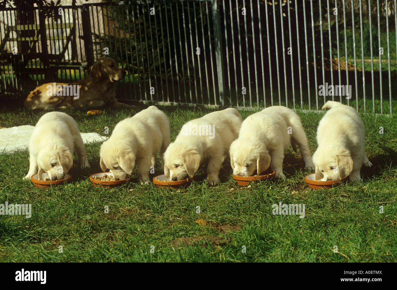 what to feed golden retriever puppy feeding for golden retriever puppies photo what to feed golden retriever puppy feeding for golden retriever puppies photo