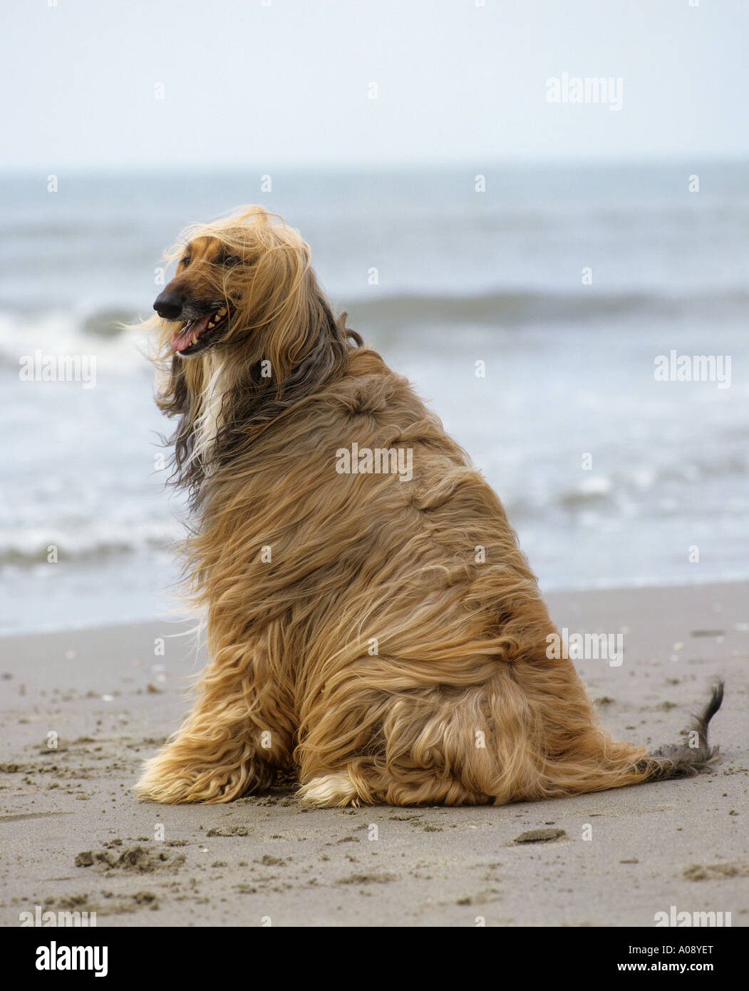 afghan hound kennel in australia afghan hounds stock photos u0026 afghan hounds stock images alamy afghan hound kennel in australia afghan hounds stock photos u0026 afghan hounds stock images alamy